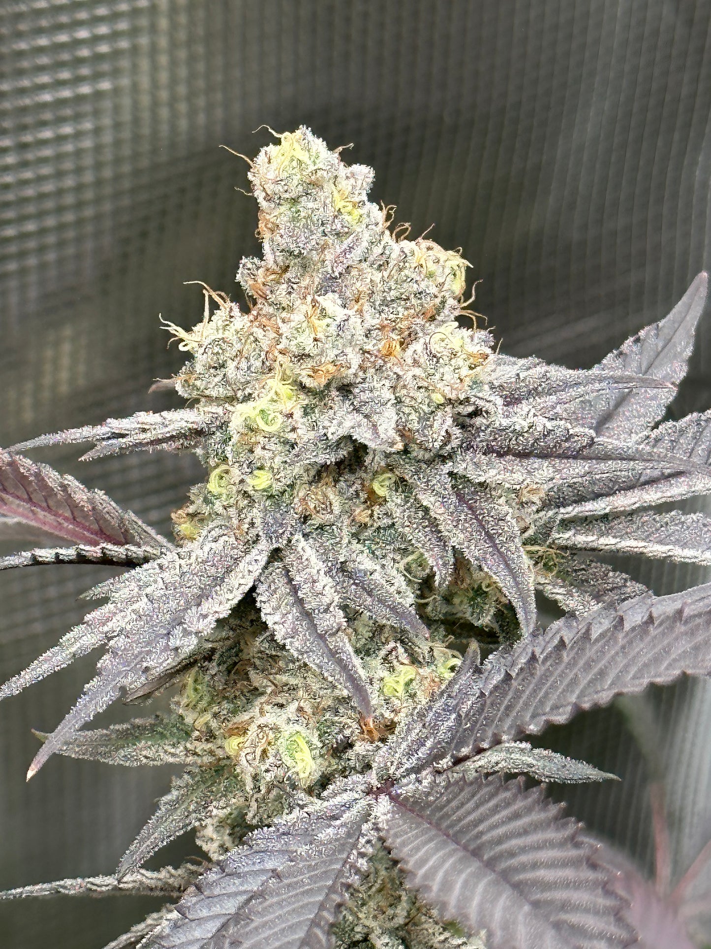 Dante’s Inferno - Black Velvet