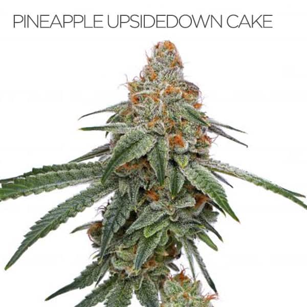 Pineapple Upside Down Cake (Teen)
