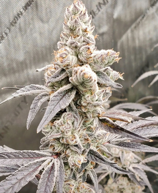 Zero Gravity x Oreoz #60 (Microbe Bros)