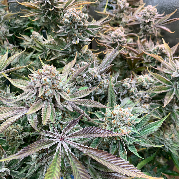 9LB Hammer (Teen) – Legit Cuts