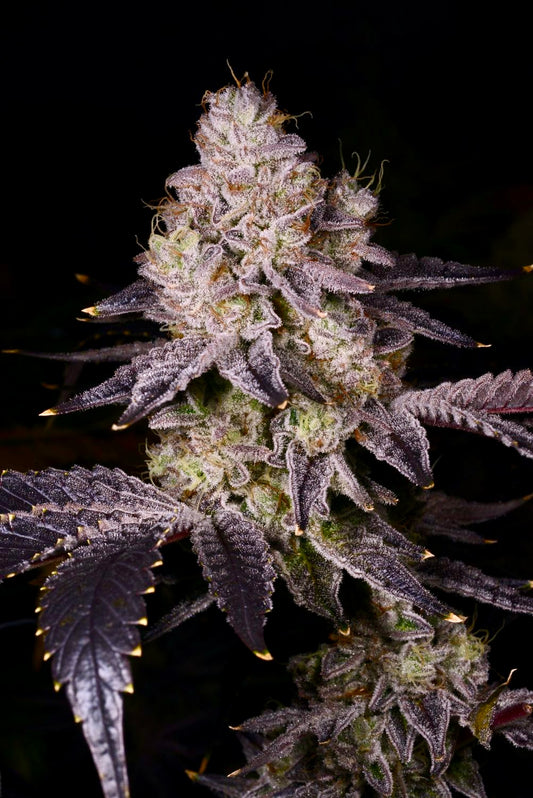 Black Truffle (3rd Coast Genetics)