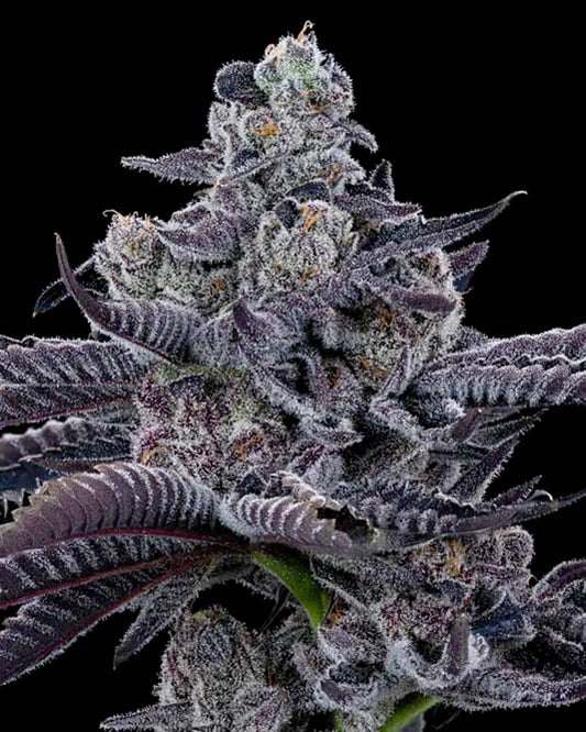 Blue Lobster (Maine Trees)