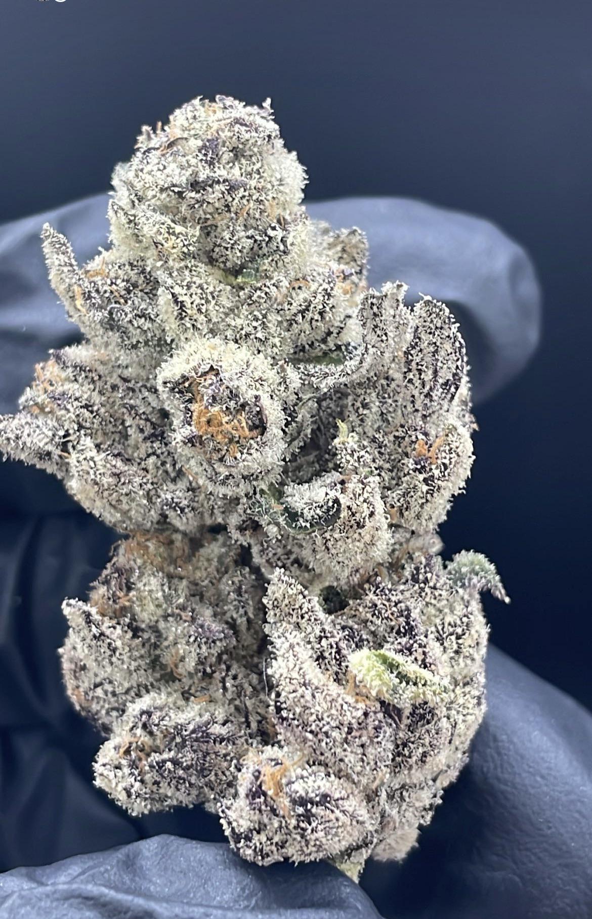 Blue Lobster (Maine Trees)