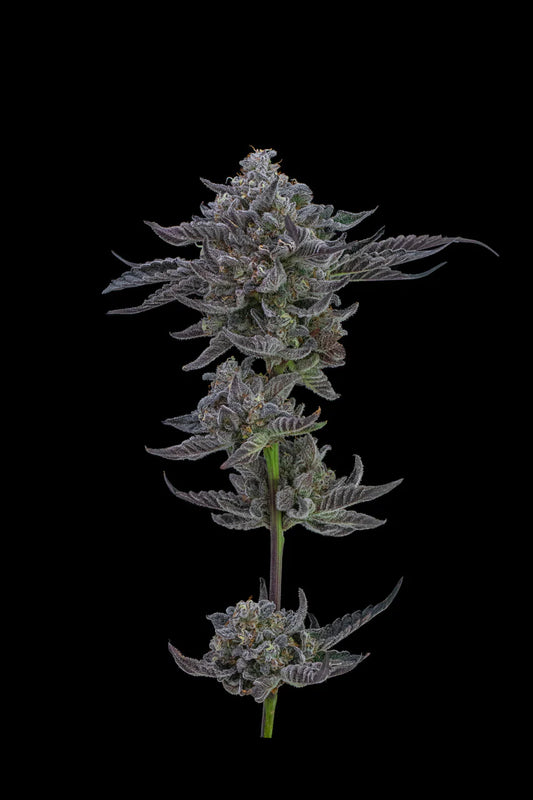 Blue Cookies (Teen)