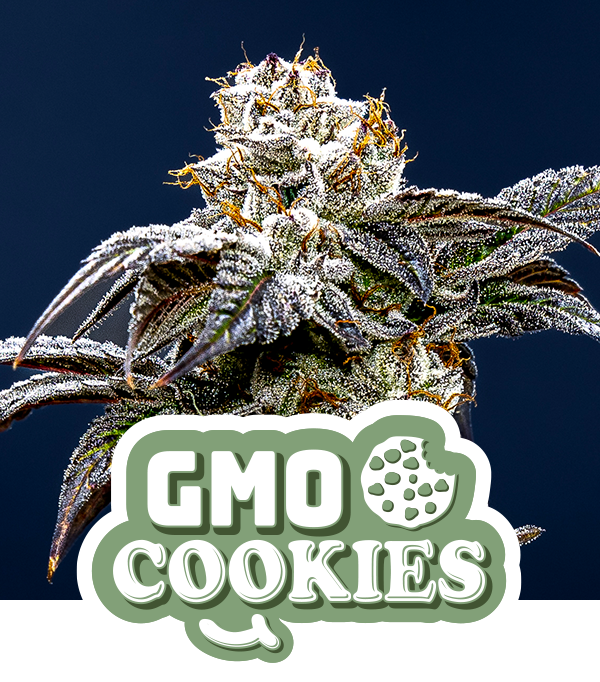 GMO Cookies (Teen)