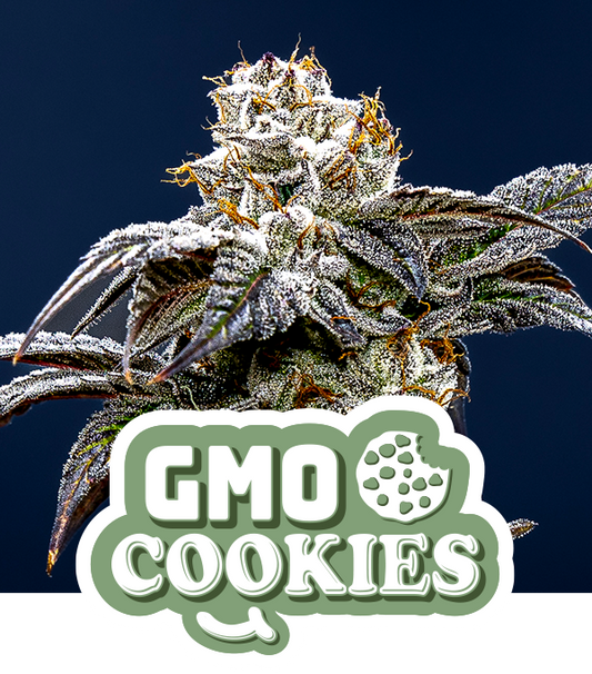 GMO Cookies (Teen)