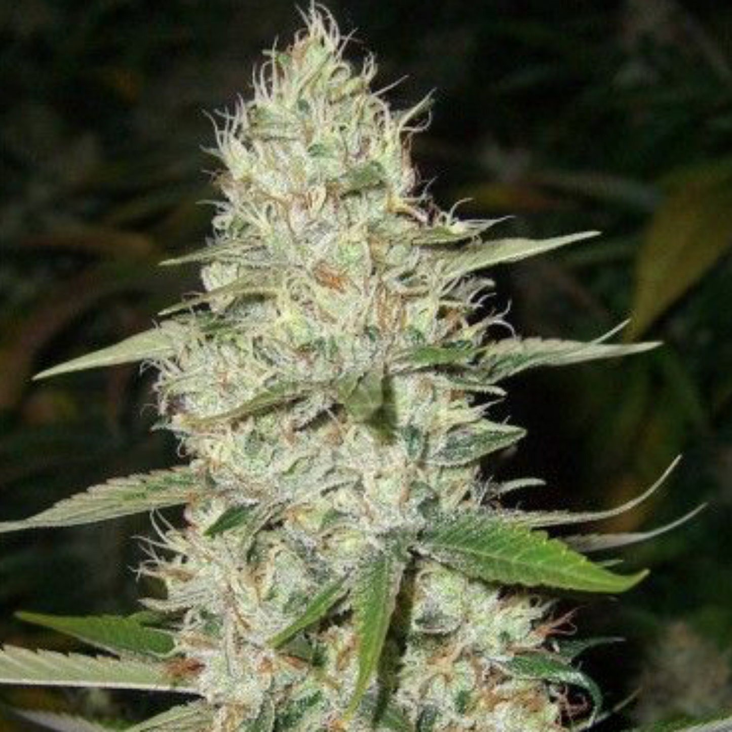 Super Silver Haze (Teen)